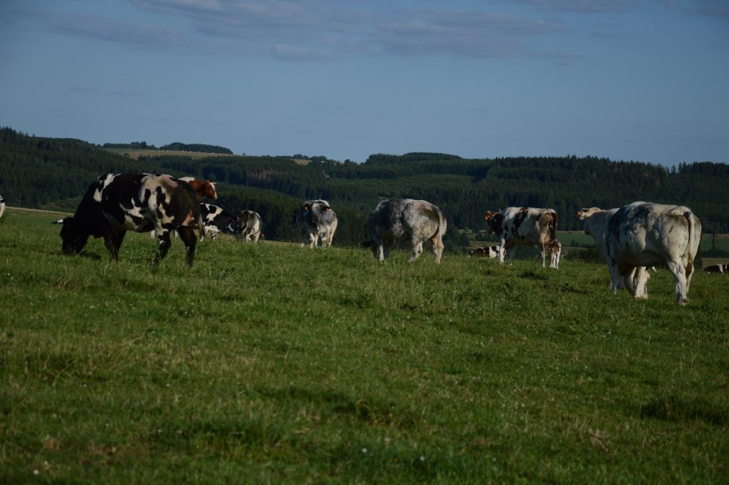 Dubbeldoelkoeien staan te grazen in de buurt van Gouvy (prov. Luxemburg)
