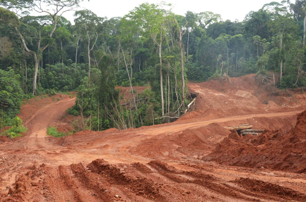 Tropisch regenwoud moet plaats ruimen voor plantages, een ecologische ramp