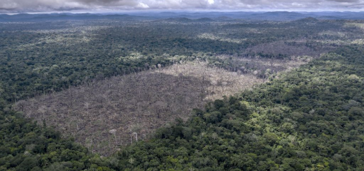 Sommige delen van de Amazone zijn nu zelfs een netto-uitstoter van CO2