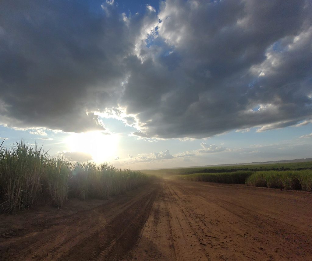 foto Grootschalige aanplanting van suikerriet in de deelstaat Minas Gerais voor de productie van ethanol
