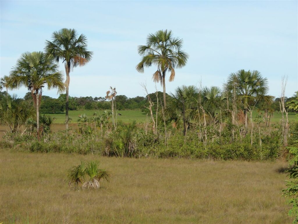 Een aspect van de bedreigde Cerrado in de buurt van Barreiras in de staat Bahia