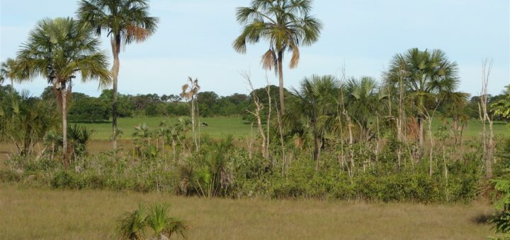 Een aspect van de bedreigde Cerrado in de buurt van Barreiras in de staat Bahia