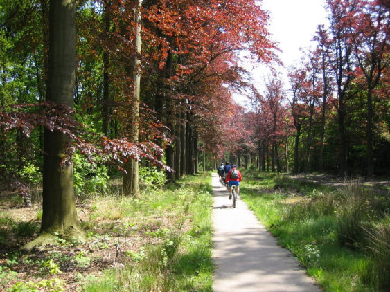 Comfortabele fietssnelwegen in het groen leveren ook aanzienlijke gezondheidsvoordelen op.